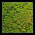 Romanesco Cauliflower