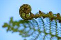 Fiddlehead