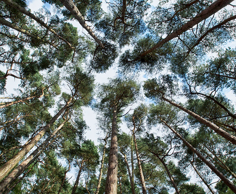 Canopy