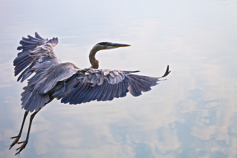 Feathers and Clouds