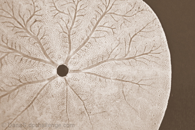 Sand dollar