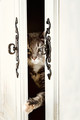 The Cat's in the Cupboard