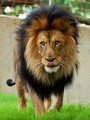 Leo the Lion