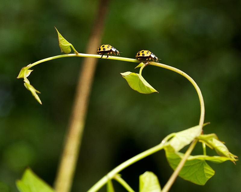 Ladybird, ladybird