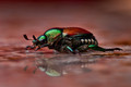 Destructive Invasive Species (Japanese Beetle)