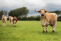 Curious cows