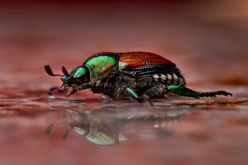 Destructive Invasive Species (Japanese Beetle)