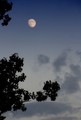 Evening Moon