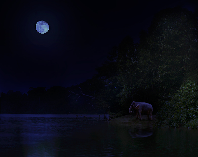 The elephant and the moon