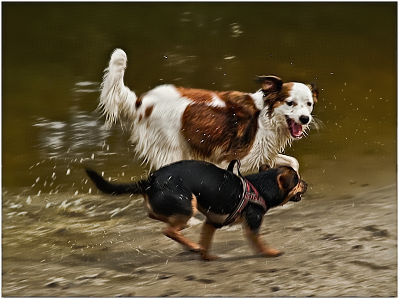 Best Buddies