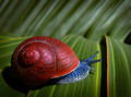 Gastropodia Tropicalia