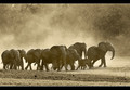 Thirsty Tribe