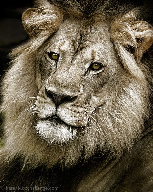 King Of Beast