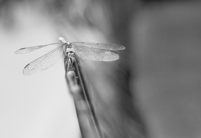 Dragonfly in Central Park