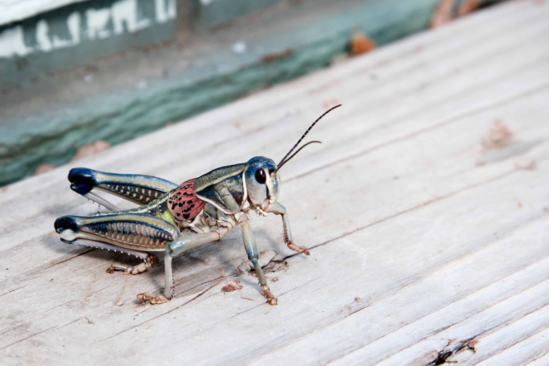 Flightless grasshopper... 