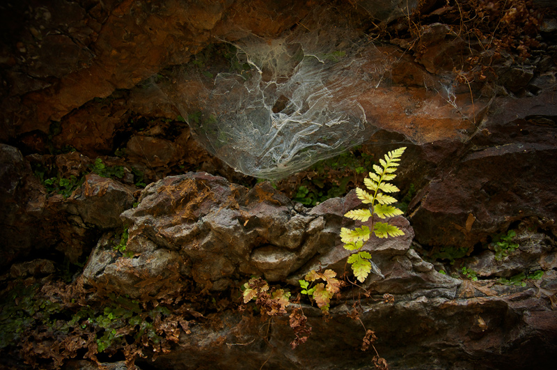 The Cobweb and the Fern