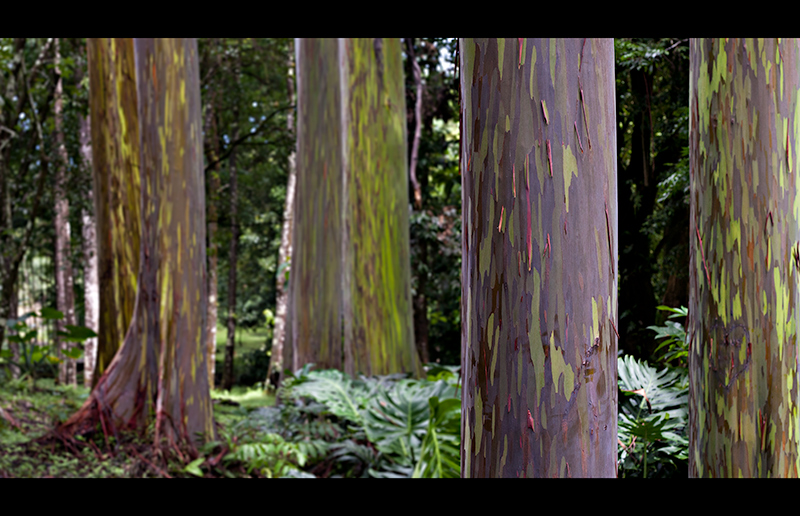 Painted Eucalyptus On The Hana Highway