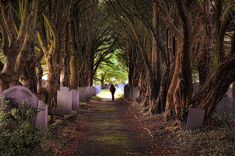 Yew Avenue