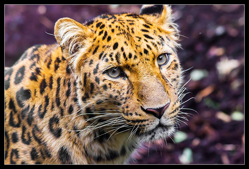 Amur Leopard