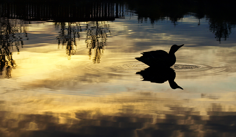 Golden Reflections