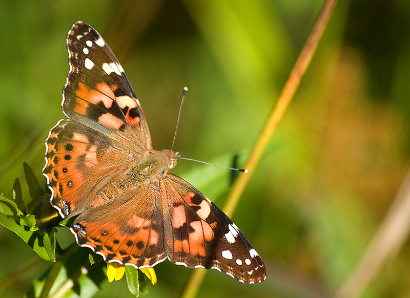 Painted Lady