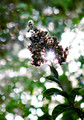 Pistachio Flowers