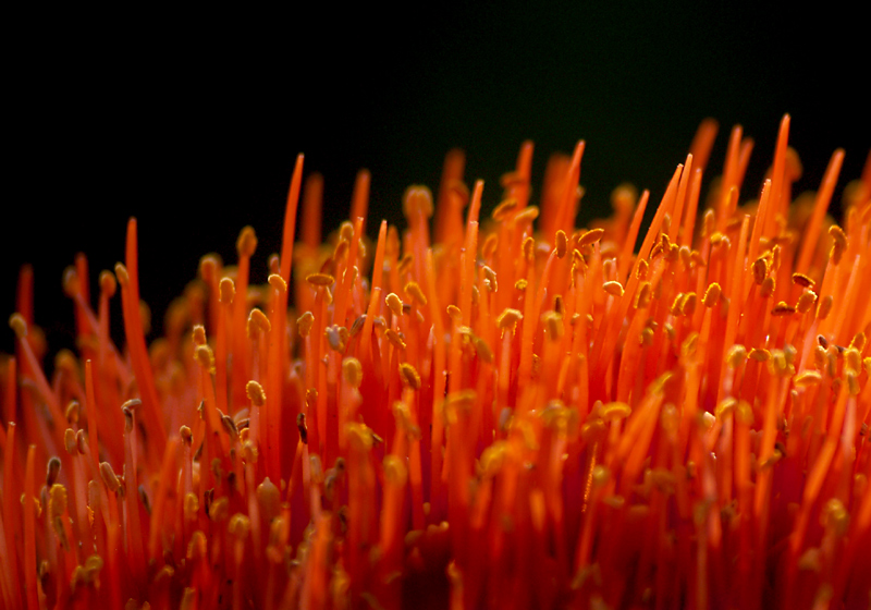 Fiery Stamens