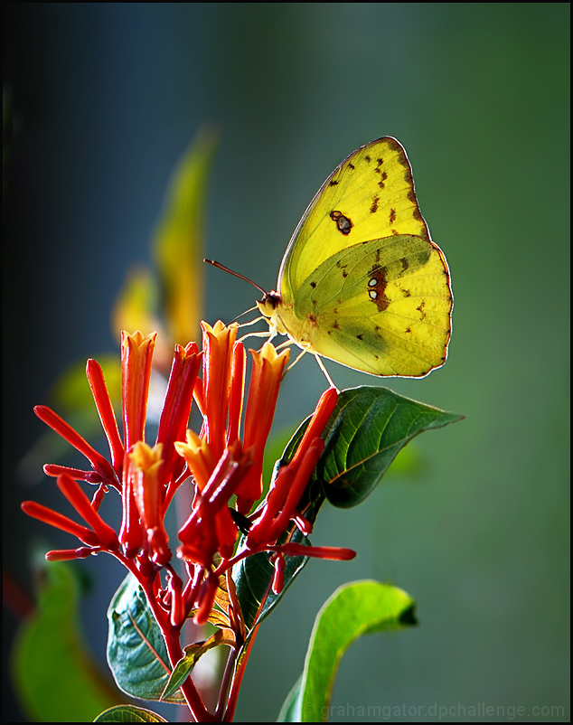DSC_2055-butterfly-backlighting-2-web