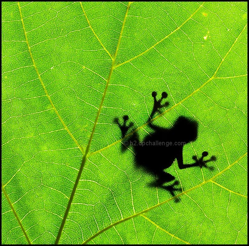 Leaf my tree, frog!