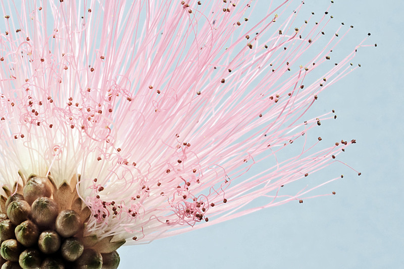 Pink-Sugar-Blossom
