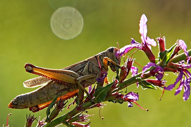 Grasshopper feeding