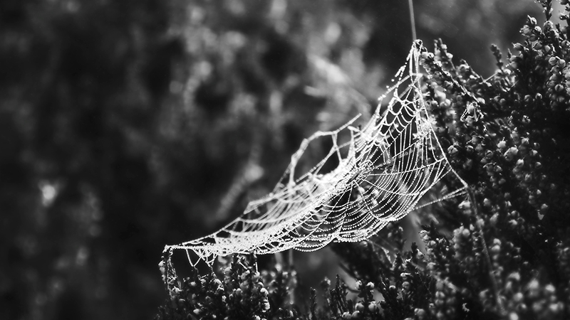 cobweb in the heather