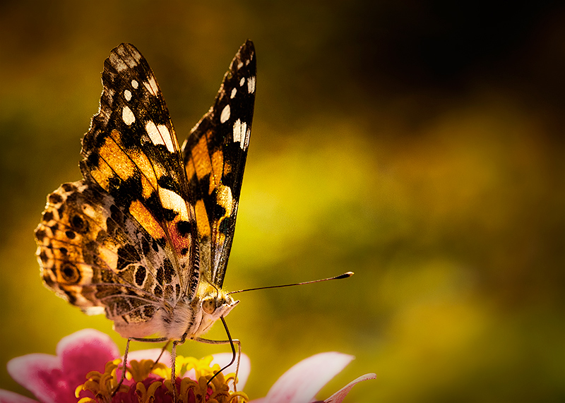 Painted Lady
