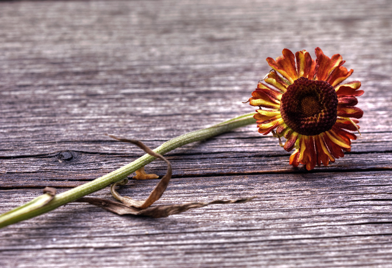 Withering Summer