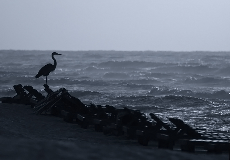 The Watcher