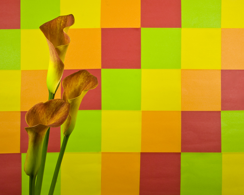 Calla Colors