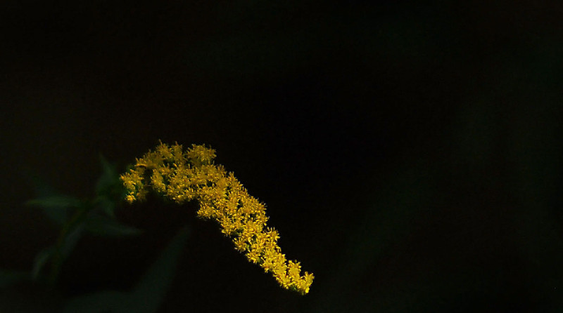 Goldenrod