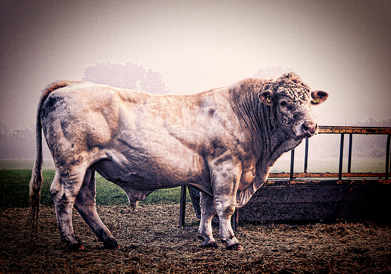 Taurus, the Bull
