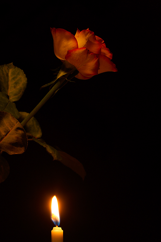 A candle for the last rose