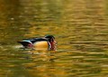 Autumn Wood Duck