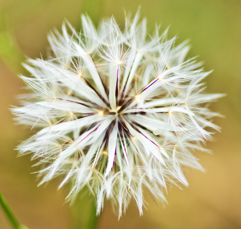 Beauty in Weeds