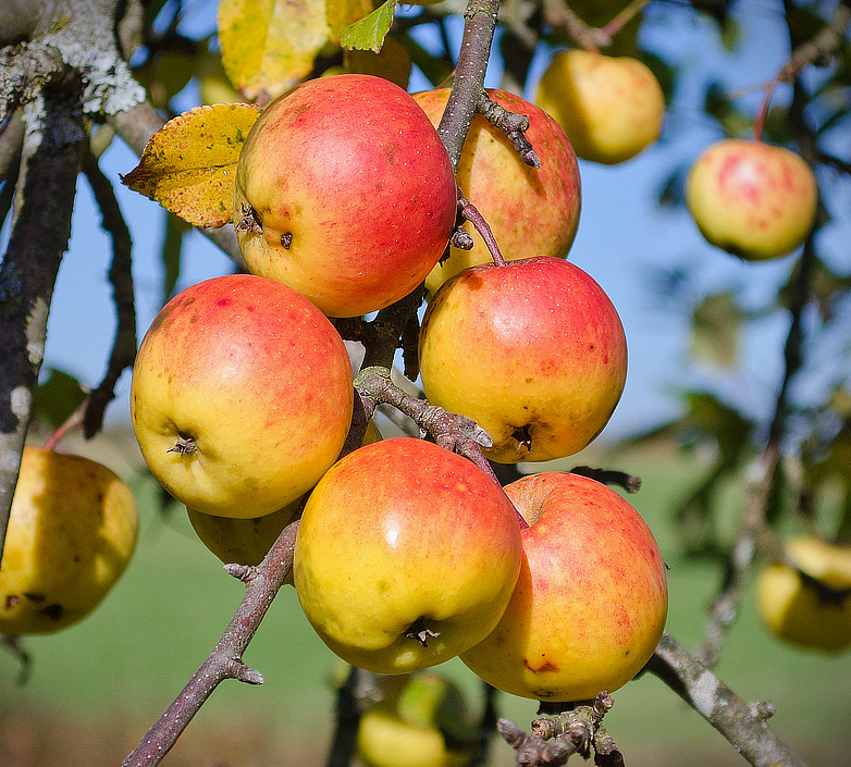 Rich Harvest