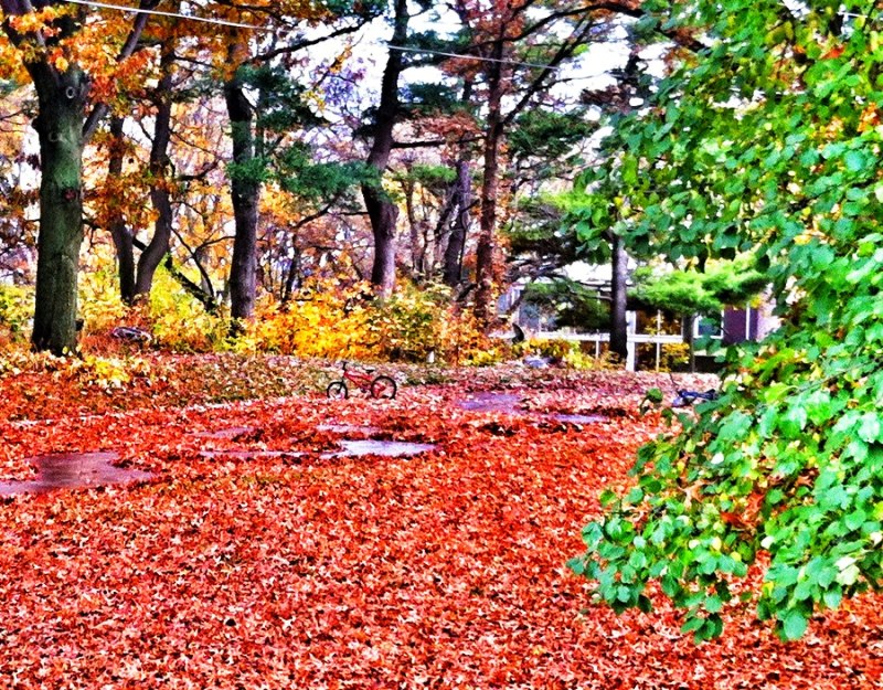 Natures Bike Path