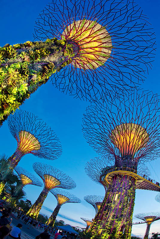 Urban Trees in the City