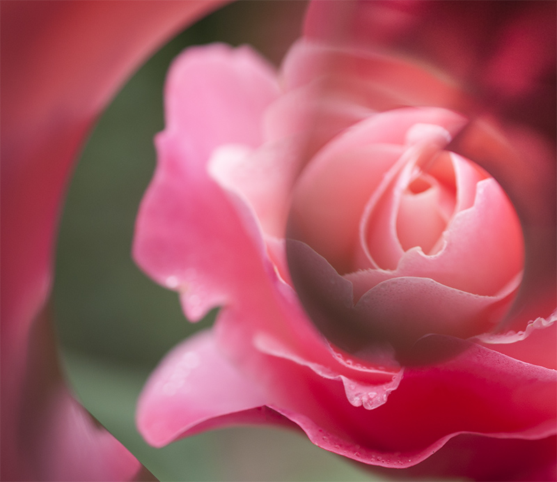 Bloom