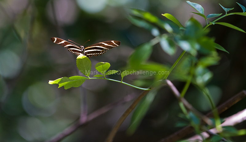 Delicate Landing