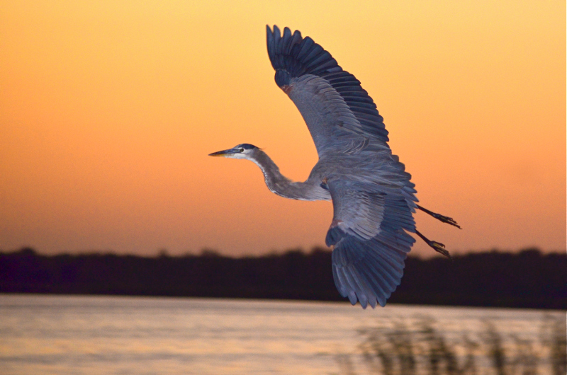 Evening Heron