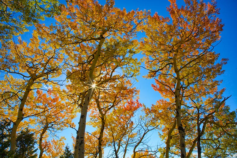 And then we lie, beneath a shady tree, I love her and she's loving me.