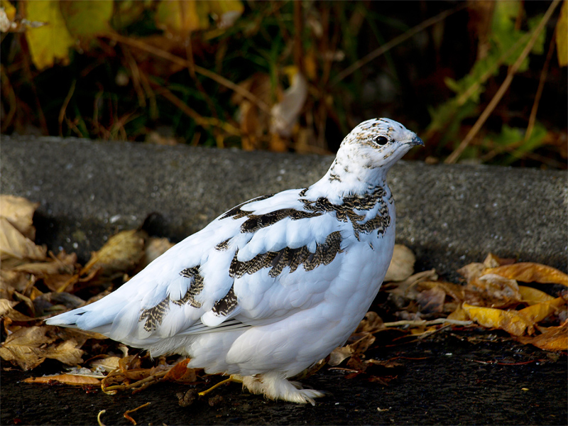 Free as a Bird