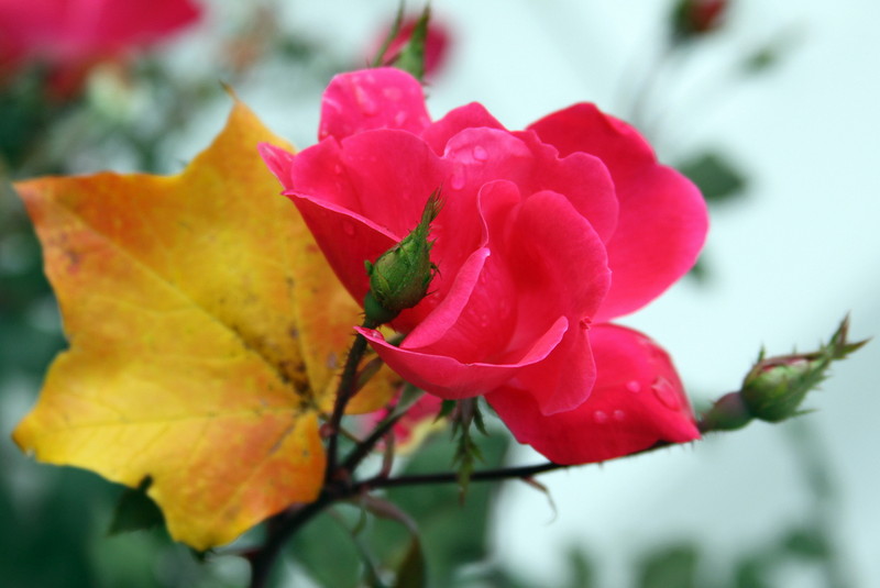 The last rose of Summer